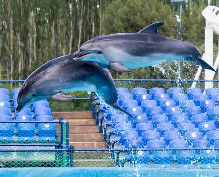 two dolphins jumping in the poolの写真素材