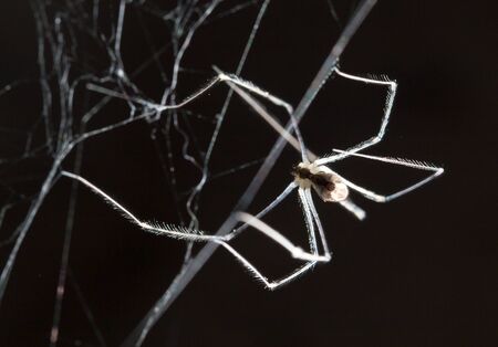 spider on a web. macroの写真素材