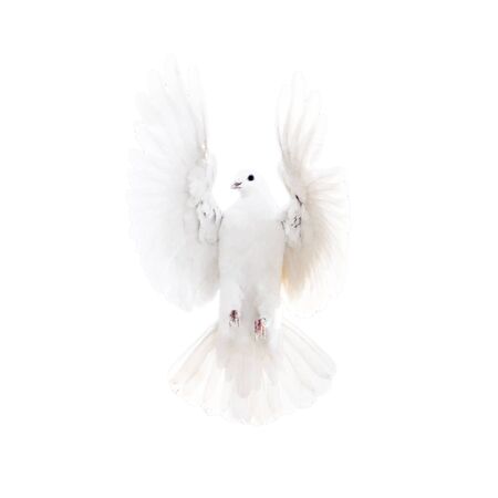 white dove on a white backgroundの写真素材