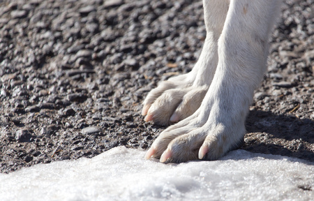 Dog paws on nature in winterの写真素材