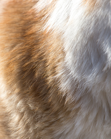 dog's fur as a backgroundの写真素材