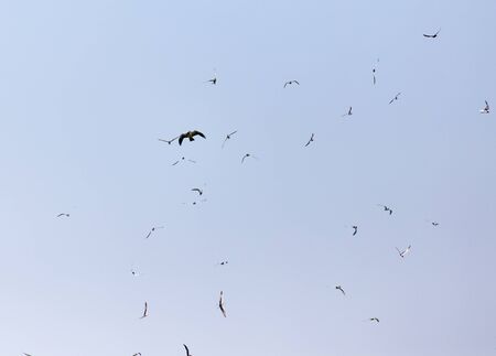 seagull flying over the eagle in the skyの写真素材