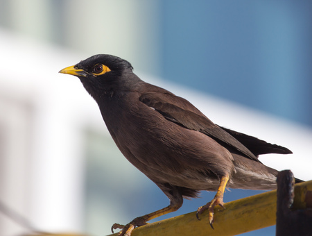 Indian starling in the cityの写真素材