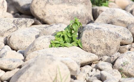 grass in the outdoors rocksの写真素材