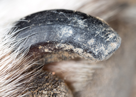 dog claws. macroの写真素材