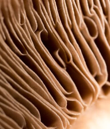cap mushroom as a backgroundの写真素材
