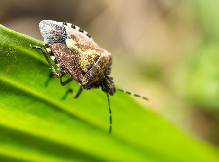 beetle skunk in nature. macroの写真素材