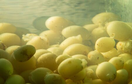 grape compoteの写真素材