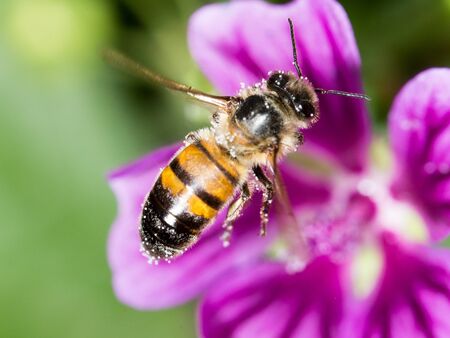 Bee on a purple flower. macroの写真素材