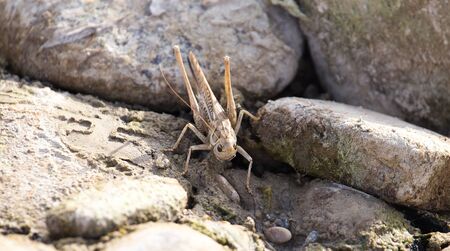 Grasshopper in the rocks. macroの写真素材
