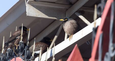 Indian starling in the cityの写真素材