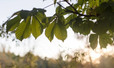 Chestnut branch with leaves at sunsetの写真素材