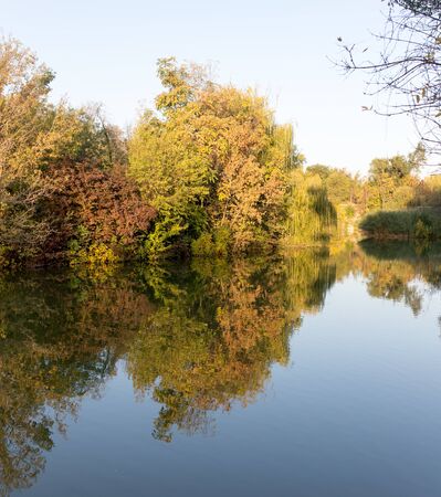 trees in nature with reflection in waterの写真素材