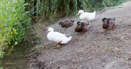 duck on the pond