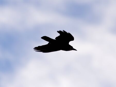 crows on the background of the sky with cloudsの写真素材
