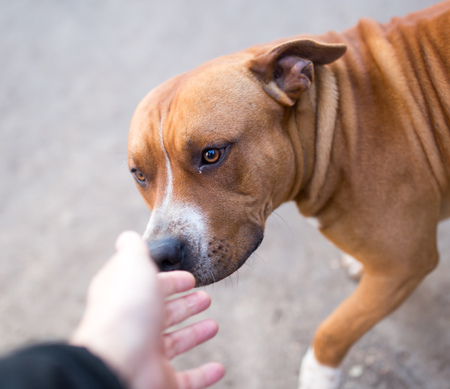 dog is a pit bull with a handの写真素材