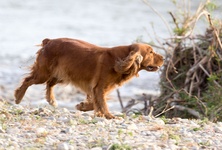 red dog on the natureの写真素材