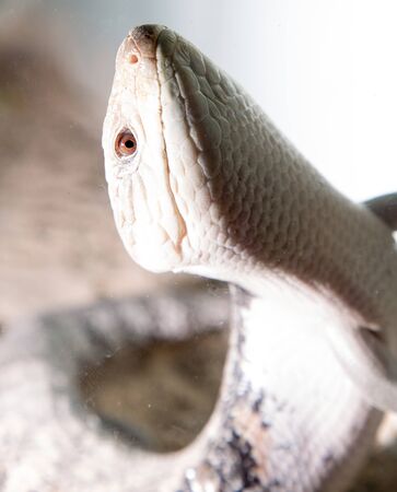 portrait of a lizardの写真素材