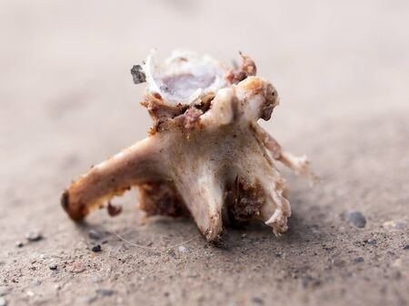 bones on the groundの写真素材