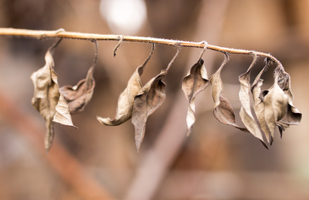 dry leaves in hand on natureの写真素材