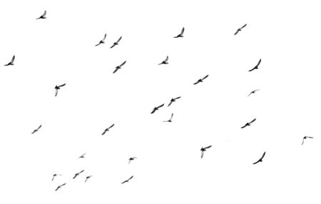 flock of pigeons on a white backgroundの写真素材