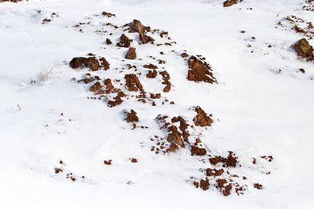 dirty snow on the ground in nature