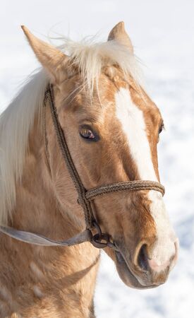 Portrait of a horse on nature in winterの写真素材