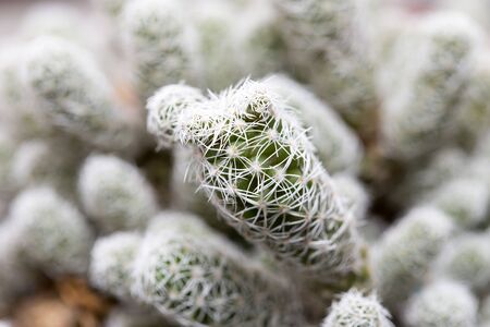 home cactus. macroの写真素材