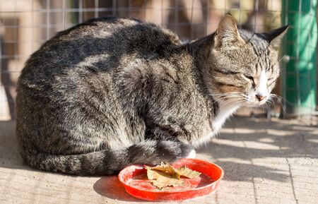 cat on the natureの写真素材