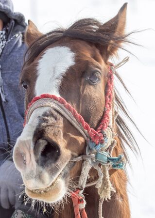Portrait of a horse on nature in winter