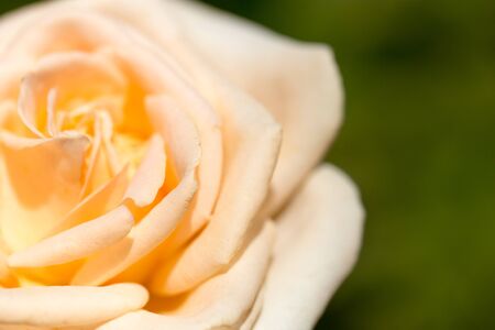 yellow rose in natureの写真素材