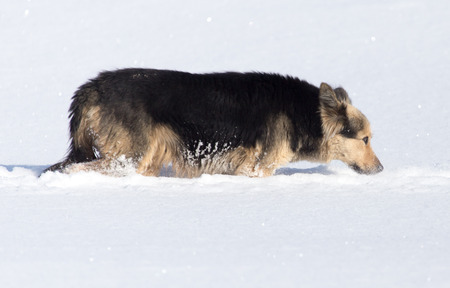 Dog in the snow in the winterの写真素材