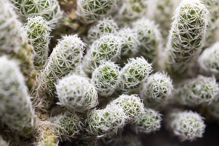home cactus. macro
