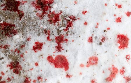 red blood on the snowの写真素材
