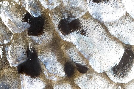 Salmon skin. macroの写真素材
