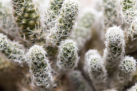 home cactus. macro
