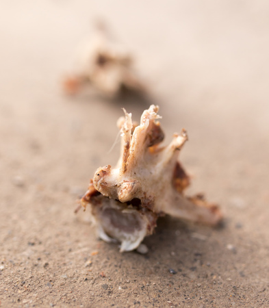 bones on the ground