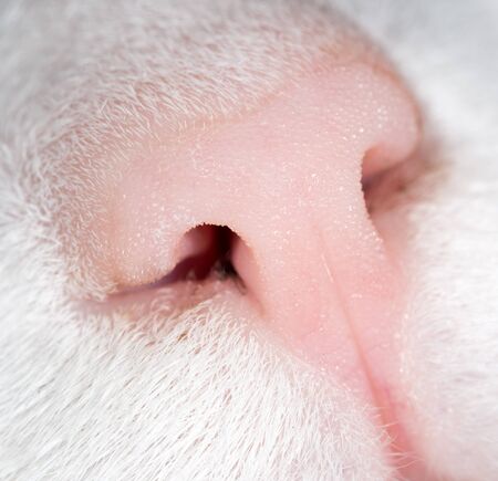 cat nose. macroの写真素材