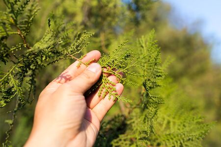 Thuja in hand on nature