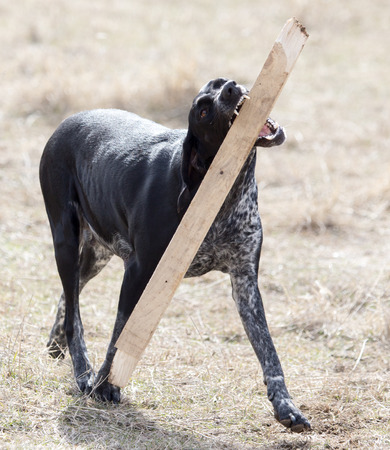 Dog playing with a stick on nature