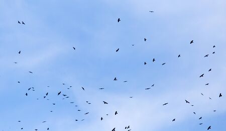 A flock of raven birds on a blue sky .