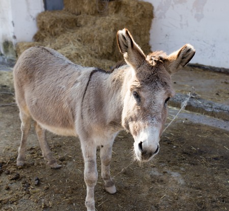 Portrait of an ass on a farm