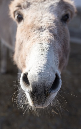 Portrait of an ass on a farm