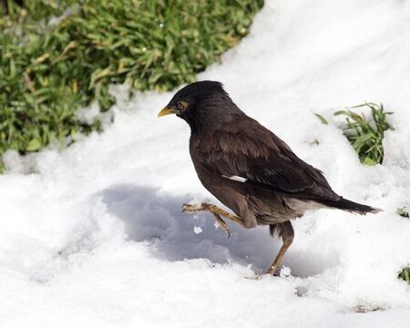 Starling on the ground in winterの写真素材