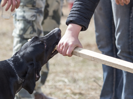 Dog playing with a stick on natureの写真素材