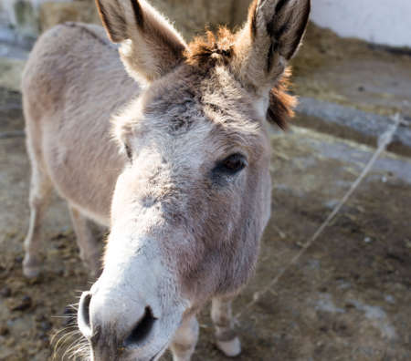 Portrait of an ass on a farm