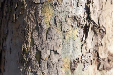Tree bark poplar on natureの写真素材
