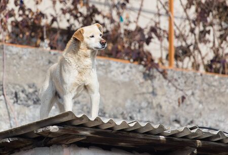 Dog on the roof of the houseの写真素材