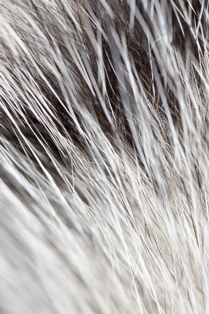 Hair on the cat as a backgroundの写真素材