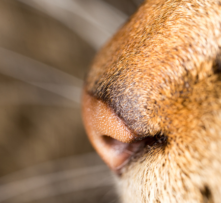 Beautiful cats nose as a backgroundの写真素材